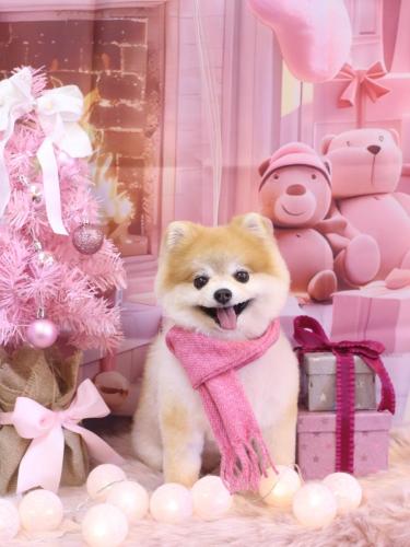 20241214モコくん